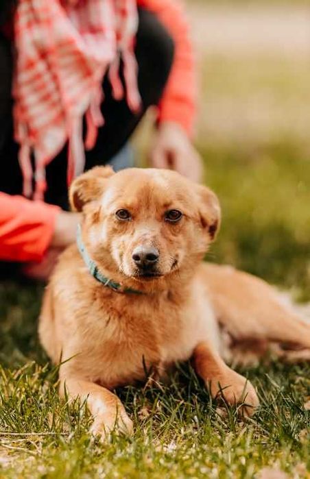 Uwielbiający wygrzewanie się na słońcu młodziutki Sunny szuka domu!!!