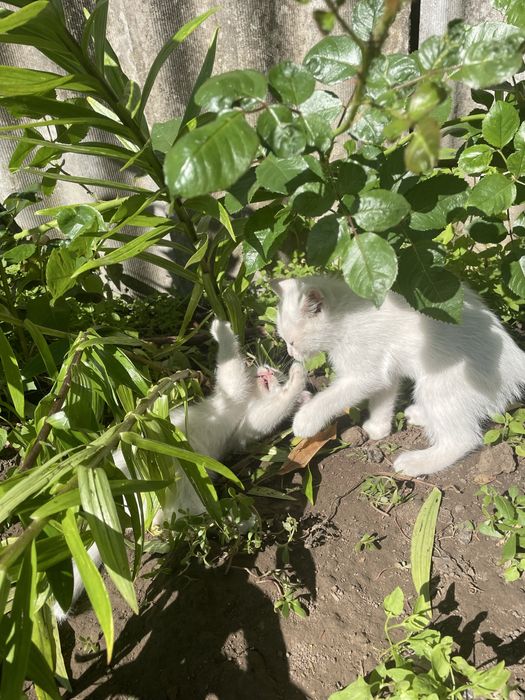 Кошеня в добрі руки
