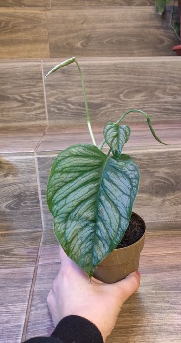 Monstera sildepecana el Salvador