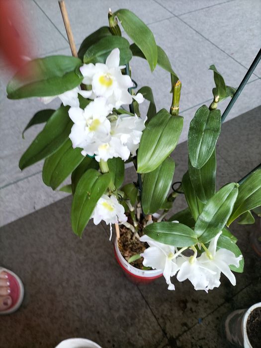 Орхидея фаленопсис