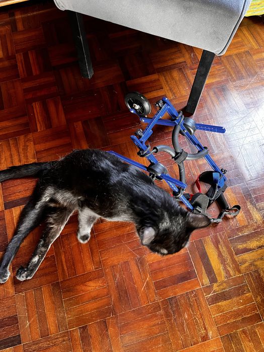 Cadeira de rodas para gato/cão