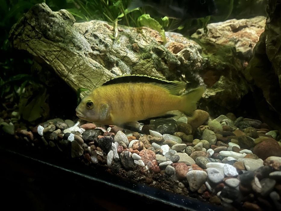 Pyszczak yellow samiec
