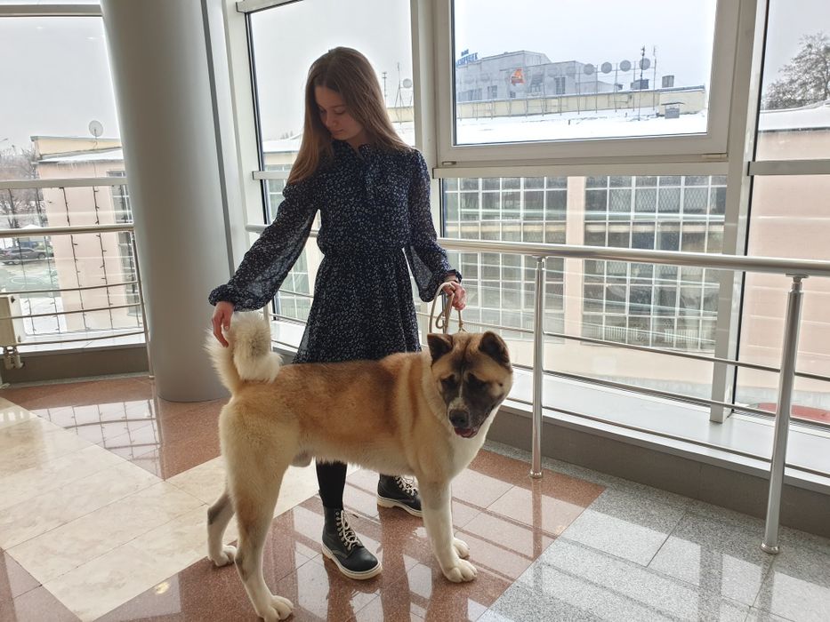 В'язка, Американська Акіта, Американская Акита, Київ, Бровари