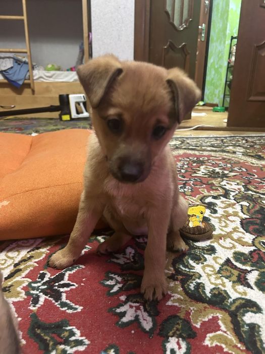 БЕЗКОШТОВНО. Шукають дім маленькі песенятка