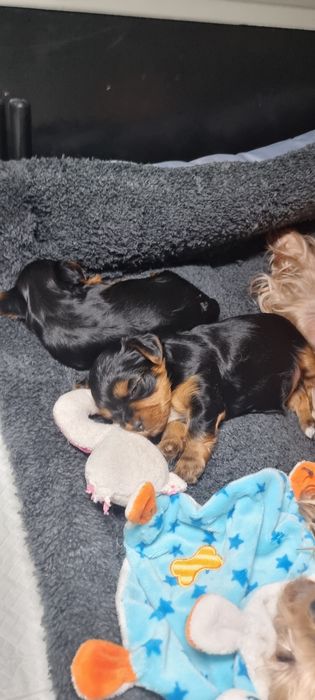 Продаются щенки йорк мини две девочки