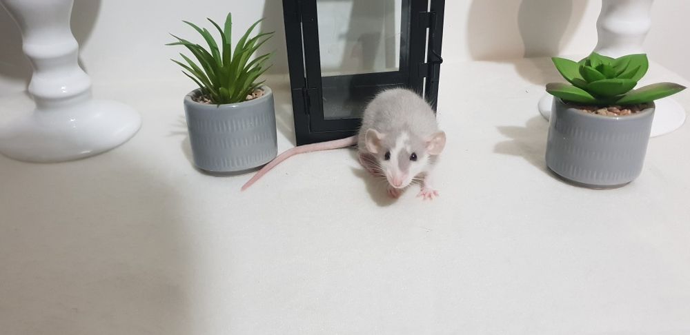 Szczur Szczurki Szczury małe i kochane