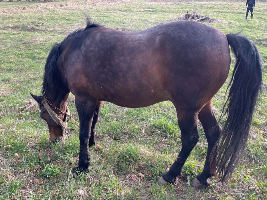 Продам коня 9 років має