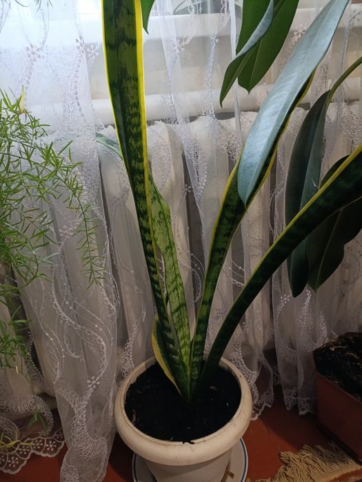 Вазонки дуже великі