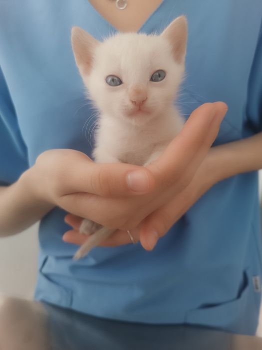 Doar gatinhos bebés