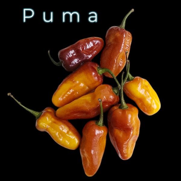 Vendo sementes de malaguetas/ pimentas muitas variedades