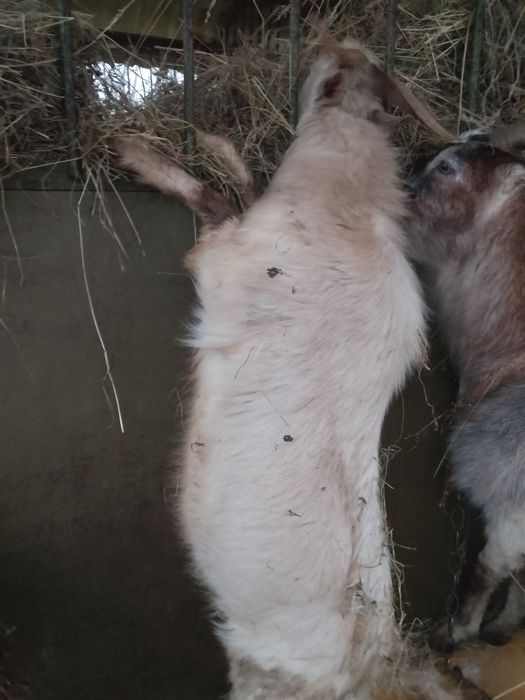 Продаю цапа молодого