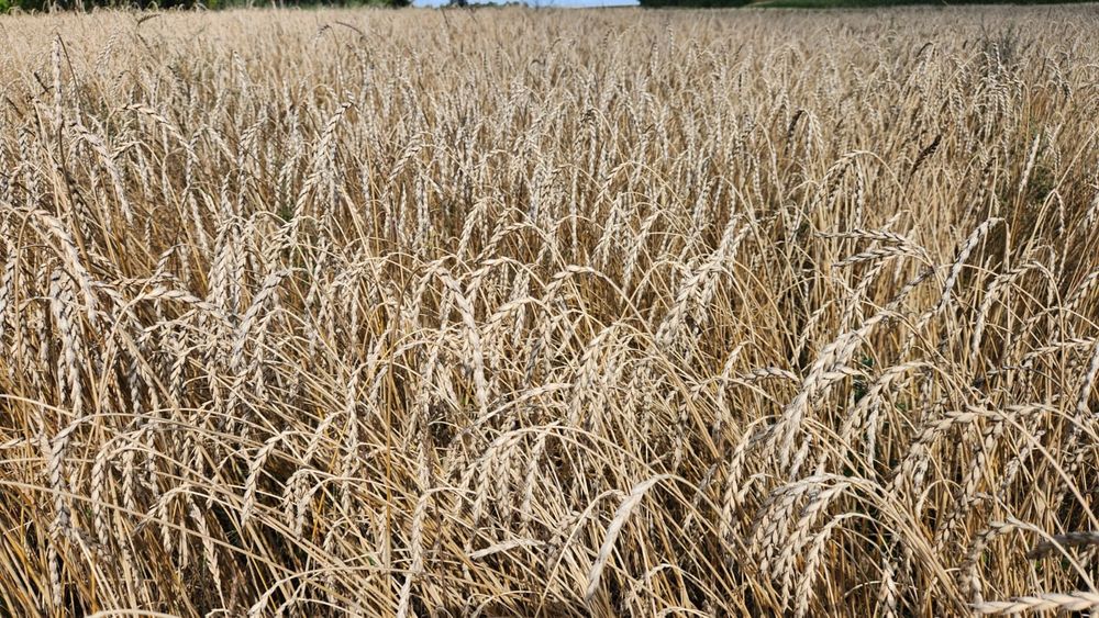 Orkisz Pszenica orkiszowa Wirtas spożywcza