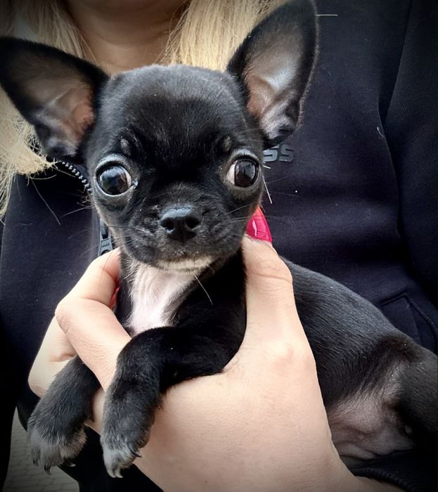 Chihuahua suczka czarna