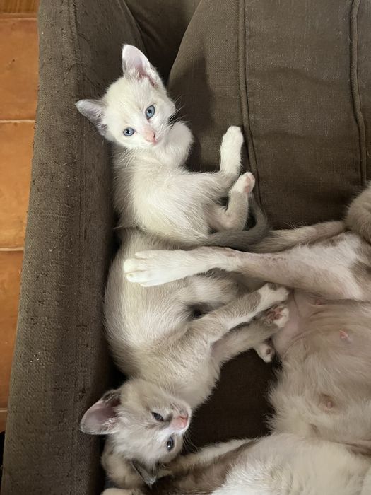 Doa se gatinhos bebés