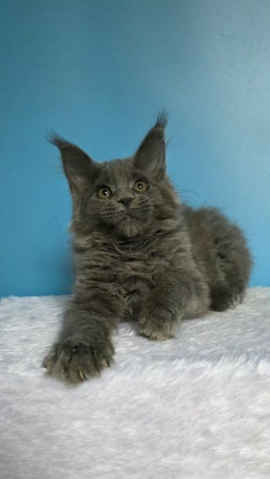 Голубая девочка мейн кун