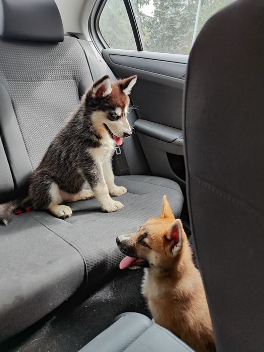 Класні! Чистокровні! Дзвоніть