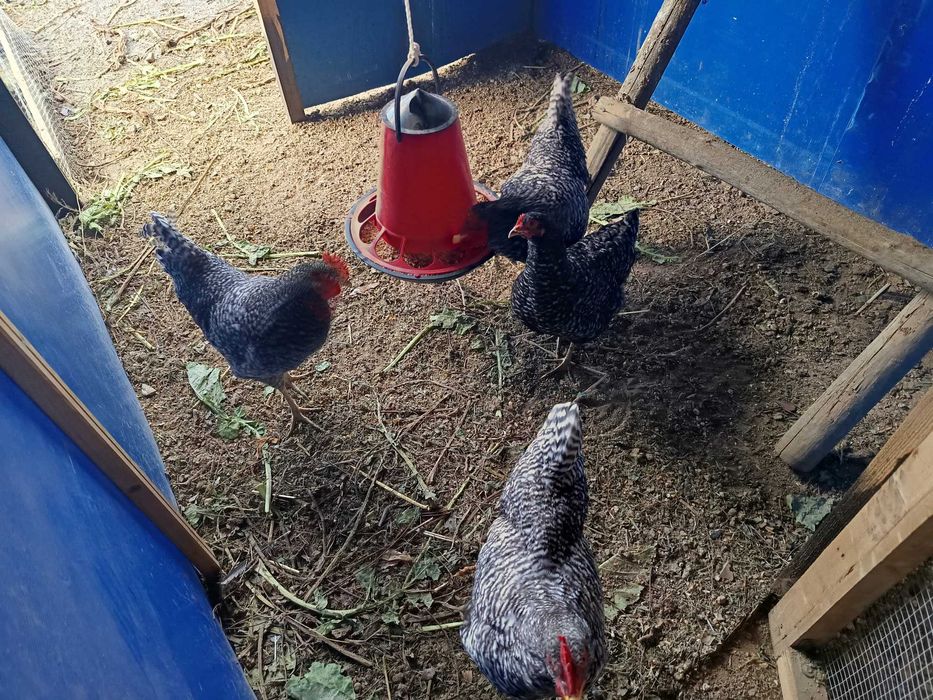 Trios Orpington Amarelo, Malines, Surenha Morucha e Pedrês Português