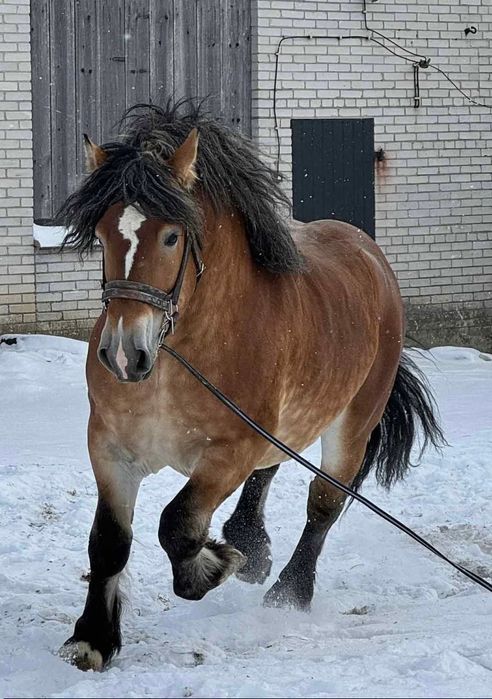 Ogier zimnokrwisty z licencją 3l