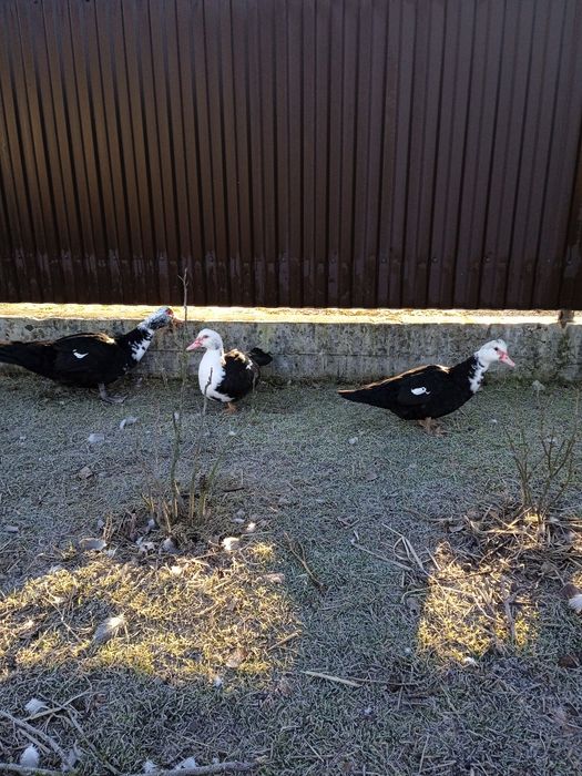 Індокачки, качури та качки, або парами