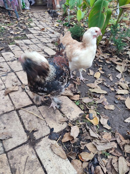 Сибрайты и фавероль