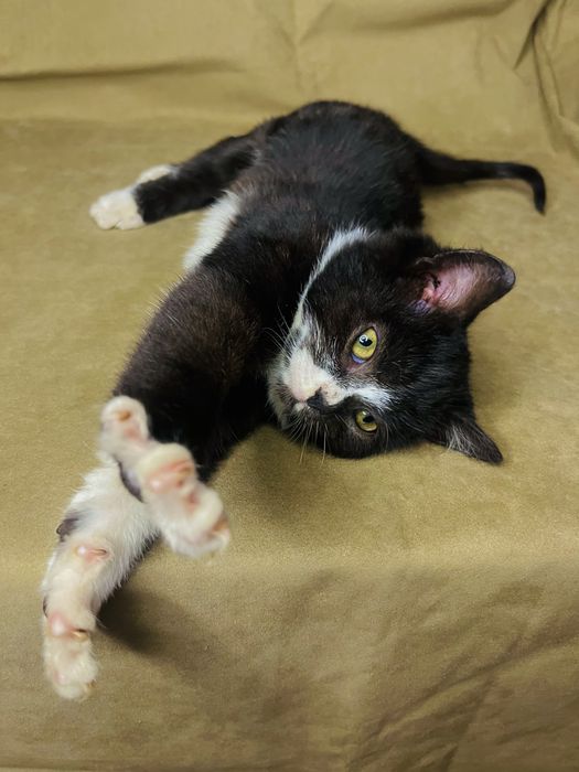 безкоштовно кошенята,котята,котики