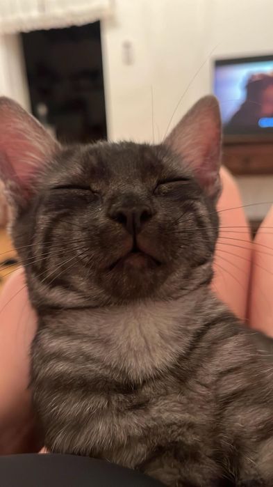 ADOÇÃO RESPONSÁVEL – MIMO & FELÍCIA