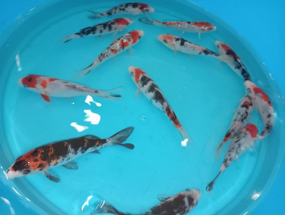 Carpas koi tricolor