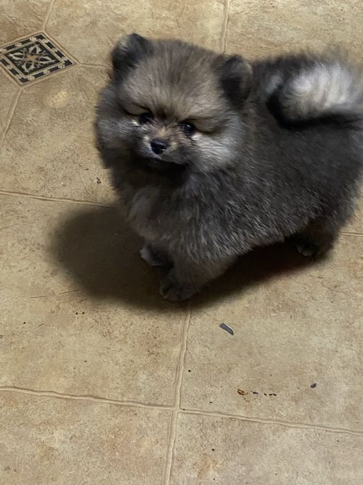 В продаже шпицы мишки