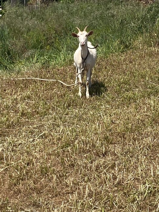 Cabras e chivo raça grande