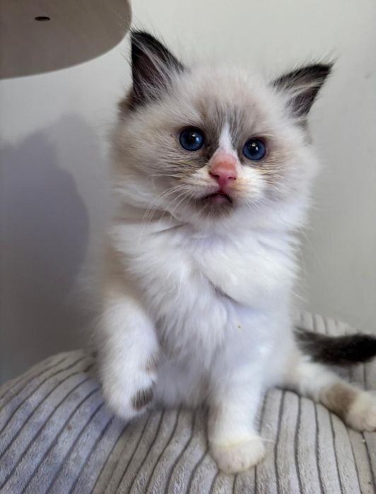 Ragdoll piękne koty do Felinoterapii FPL FIFE