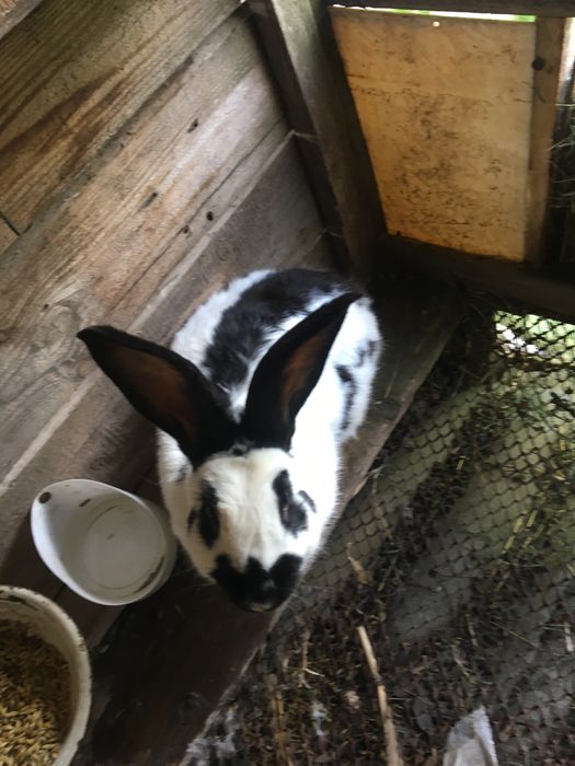 Продам молодняк кроликів