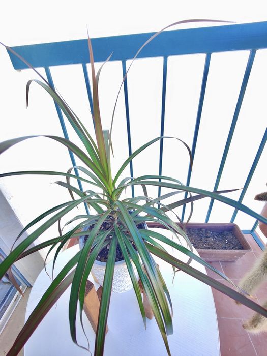 Dracena marginata // planta interior