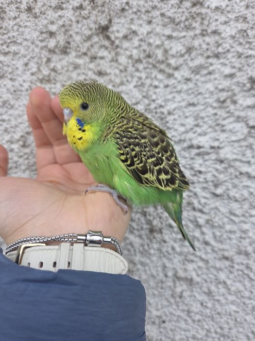 Periquitos Domesticados Top