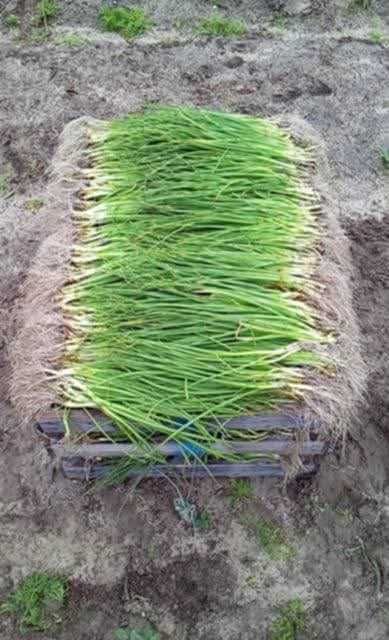 Vende se grades de cebolo para revenda