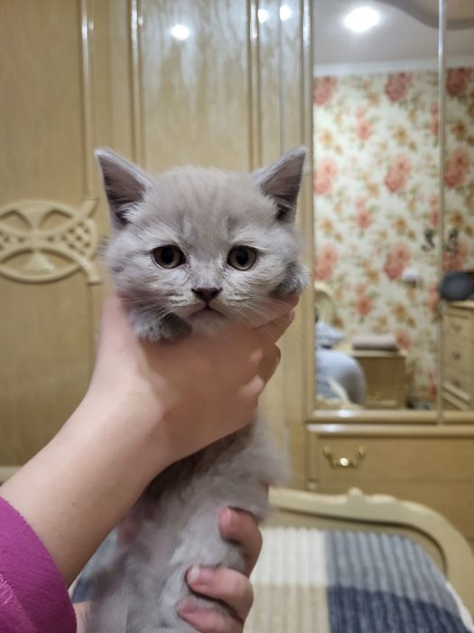 Котенята  британці