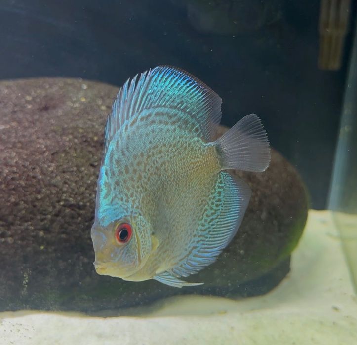 Discu Blue sankeskin