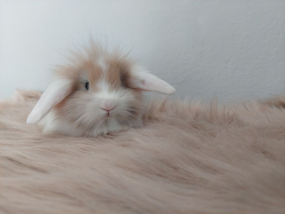 Króliki miniaturki baranki kłapousze