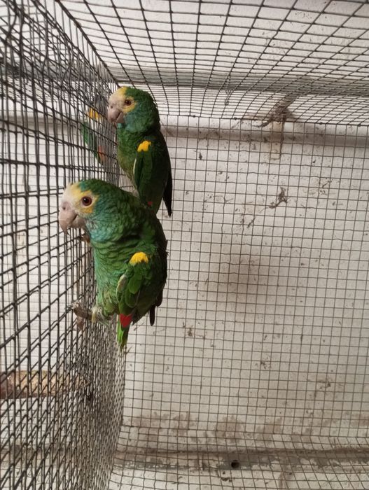 Casal reprodutor amazonas barbadensis