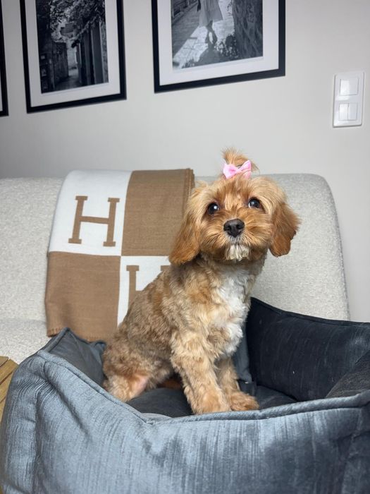 cavapoo sunia gotowa do odbioru