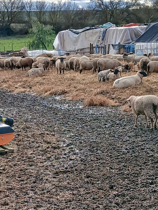 Vendo rebanho de ovelhas