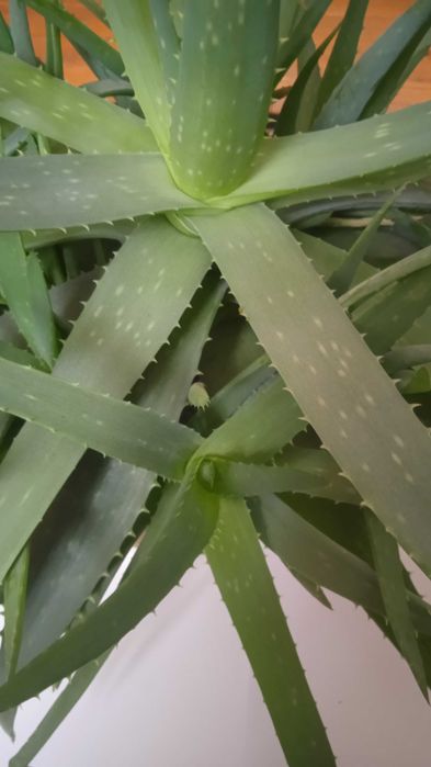 Алоє Вера  однорічні, дворічні