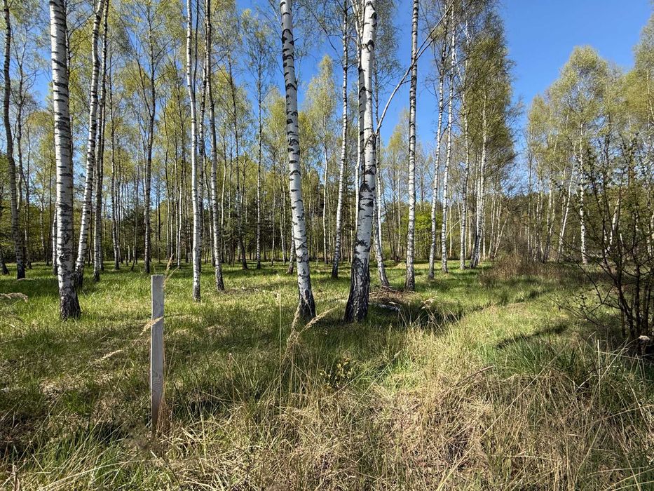 Rezydencja w lesie — działka budowlana w Rybnej | 1523 m² | gmina Mykanów - Widok 3