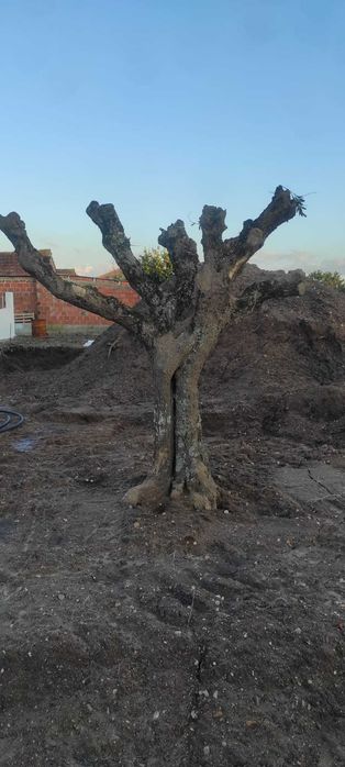 Várias Oliveiras Antigas para Jardim