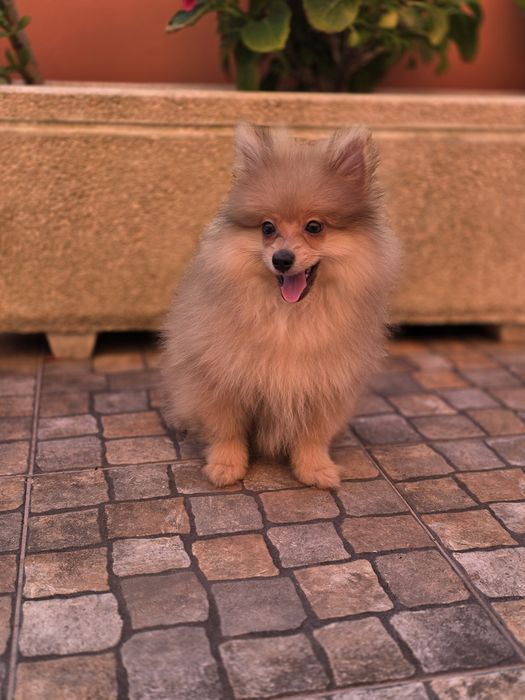 Spitz Alemão Macho