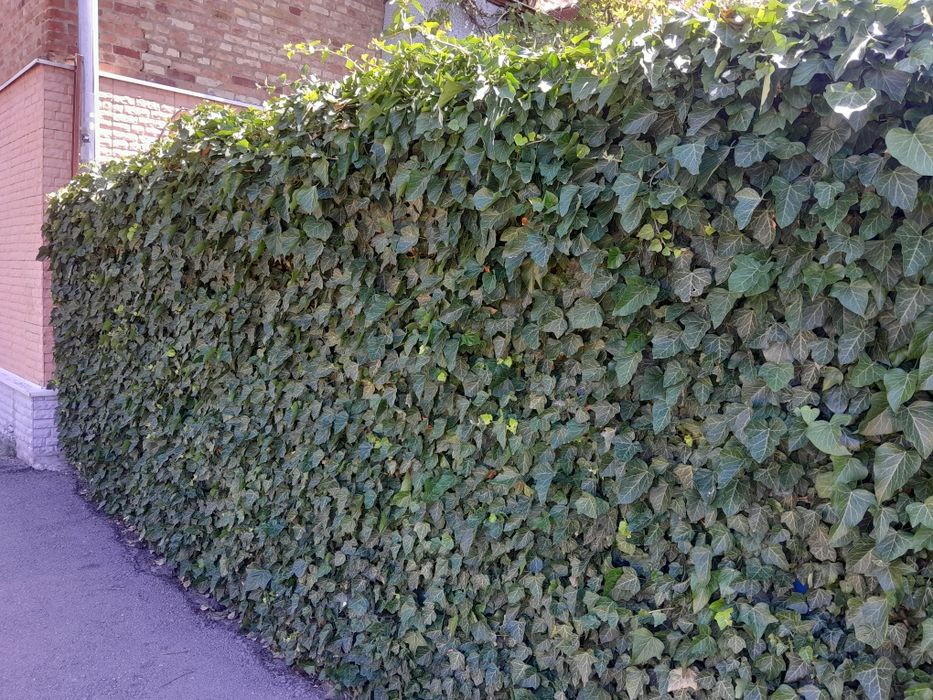 Плющ заборний вічнозелений