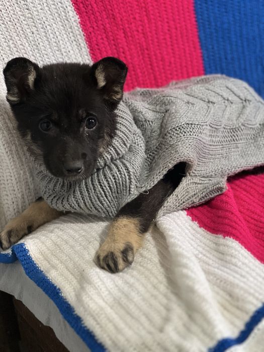 В добрі руки прилаштовуються