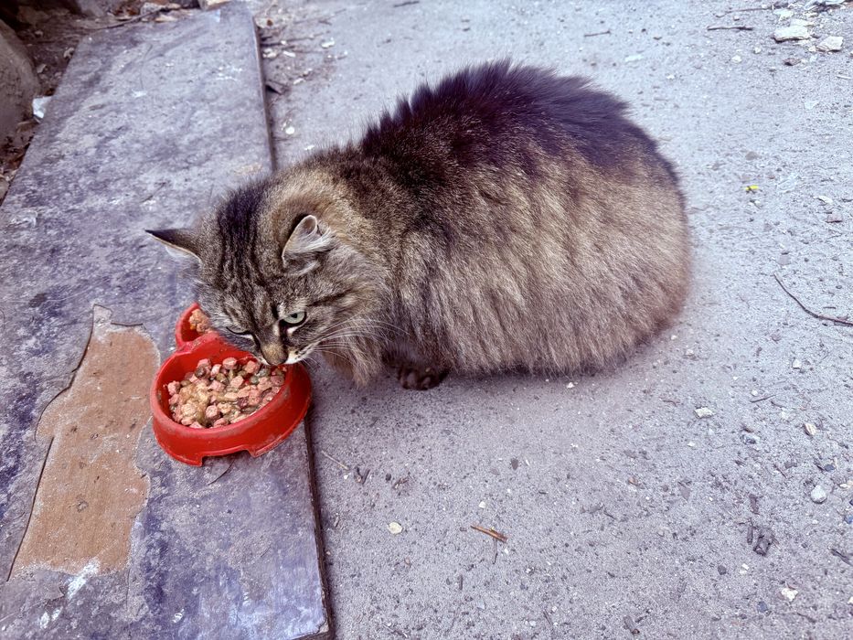 Лагідній красуні потрібен дім