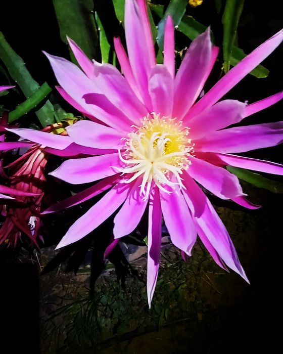 Pitaya - Dragon fruit