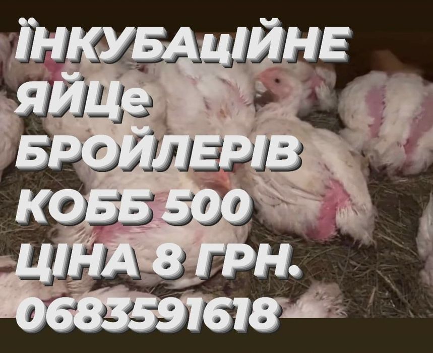 Їнкубауійне яйця бройлера Кобб-500 Угорщина