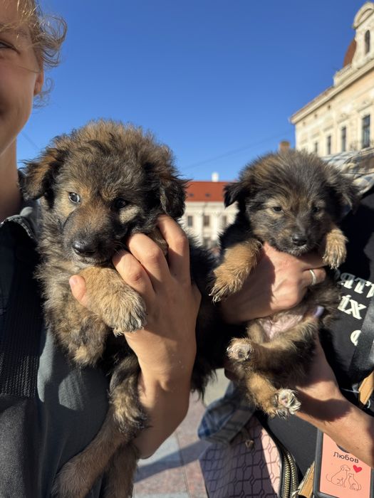 Цуценята терміново шукають дім